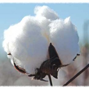 different types of cotton