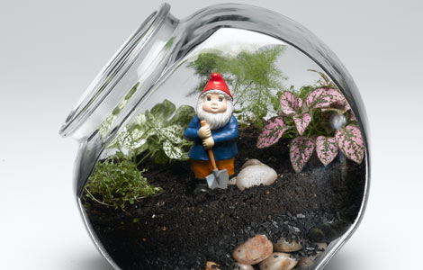 Plant Terrarium