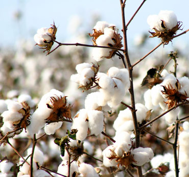 cotton large