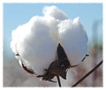 Different Types of Cotton